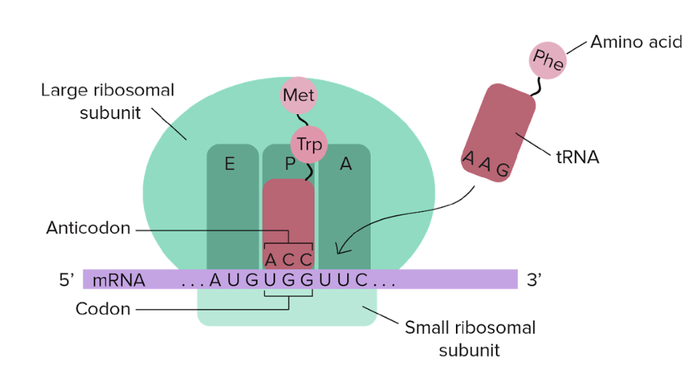 The small ribosomal subunit is for decoding RNA and the large ribosomal subunits holds the sites for tRNA to come in and make the protein. 