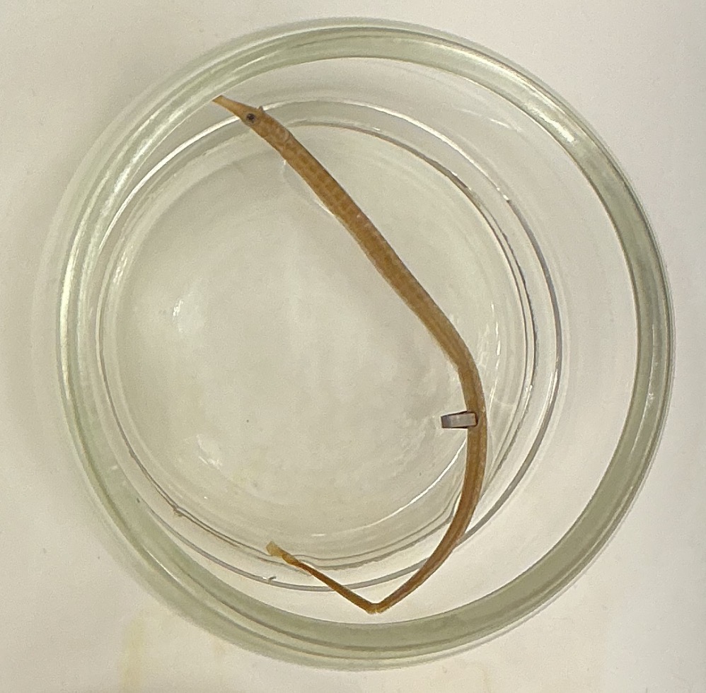 <p>Name the order</p>