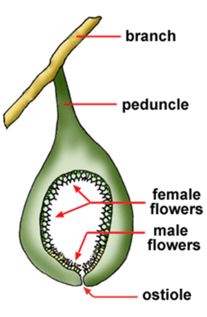 <p>Flowers are borne inside a hollow stem (syconium), with a hole at the end (ostiole). Figs are monoecious or dioecious. Female flowers have a single ovule.</p>