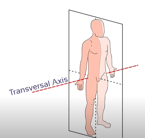 <p>skersinė ašis</p>