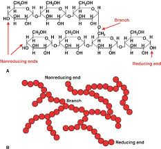 <p>Polysaccharide</p><ul><li><p>animal</p></li><li><p>A Glucose</p></li><li><p>1-4 and 1-6 bonds</p></li><li><p>branches every 10 subunits- high free ends where glucose can be broken off and hydrolysed</p><ul><li><p>can be broken down quicly supplying metabollic needs</p></li><li><p>liver +muscles contain glycogen granules</p></li></ul></li></ul><p></p>