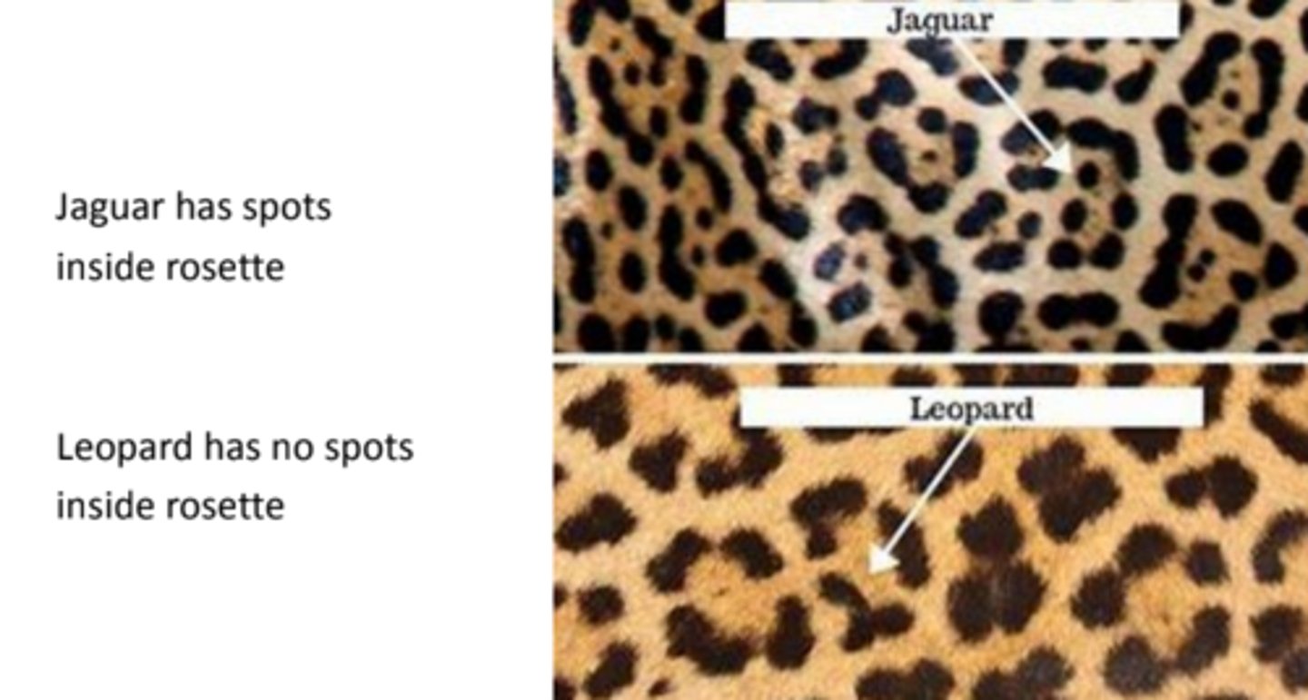 <p>Leopard is smaller, more densely packed rosettes, rosettes don't have central spots, have longer tails. Jaguars have rounder heads.</p>
