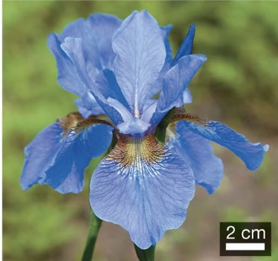 term image