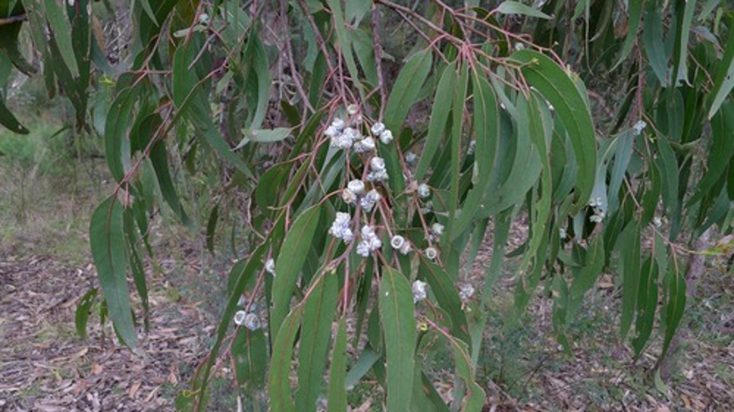 <p>Tasmanian bluegum</p>