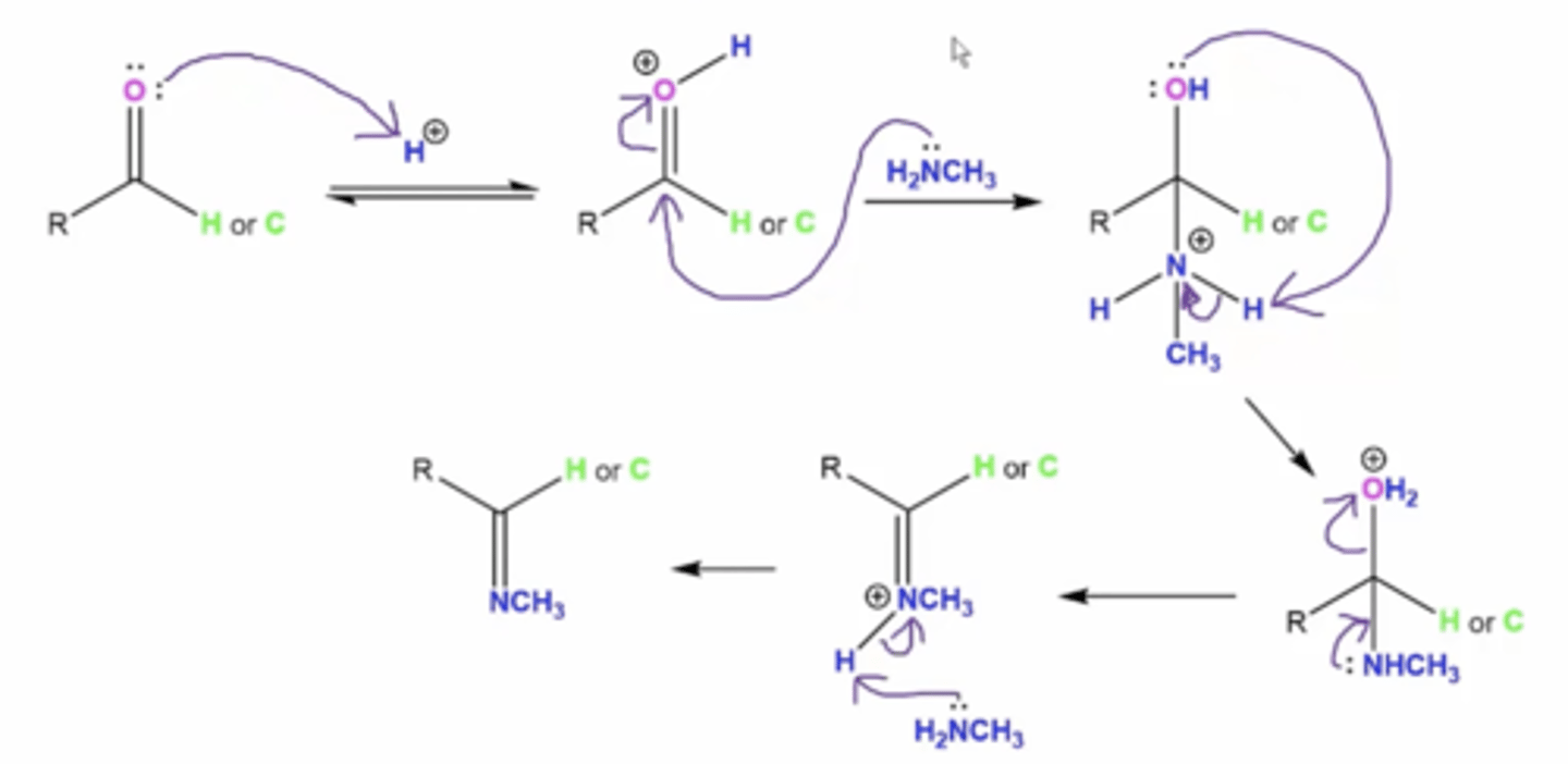<p>1. the carbonyl oxygen attacks an acidic H+ ion</p><p>2. the lone pairs from the amine's nitrogen attack the carbonyl carbon forming a very unstable tetrahedral intermediate with a positively charged N</p><p>3. the lone pairs on the carbonyl oxygen attack an H from the amine to neutralize the nitrogen's positive charge</p><p>3. lone pairs on nitrogen will drop down to form a double bond</p><p>4. lone pairs from excess amine will deprotonate one of the amine hydrogens to form final product</p>