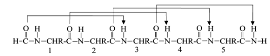 <p>10 atom H-bonds, from i to i+3</p>