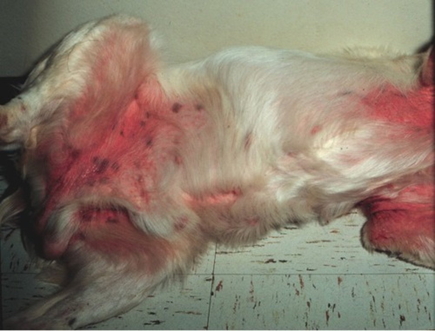 <p>This is an example of what type of hypersensitivity?</p>