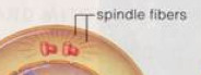 help pull apart the chromosomes during anaphase and are made up of microtubules