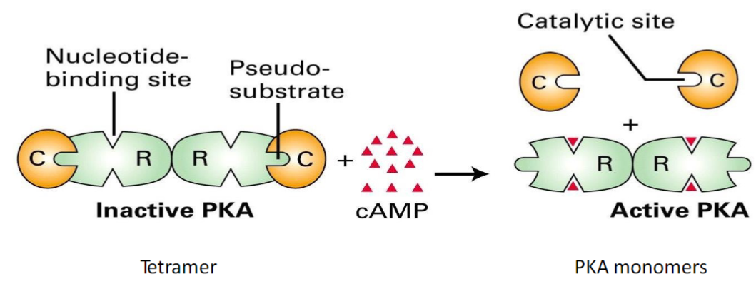 <p>What is cAMP considered in the reaction?</p>