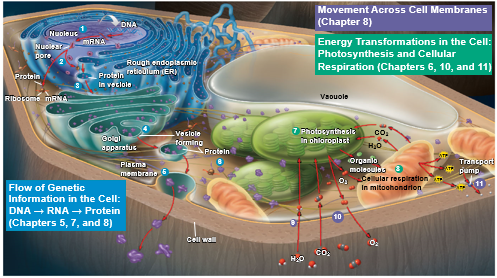 Cell Function Overview