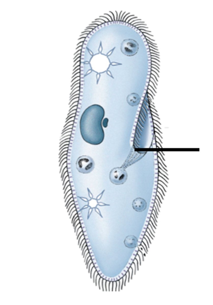 <p>region of lower end of the oral groove where food particles accumulate in paramecium</p>