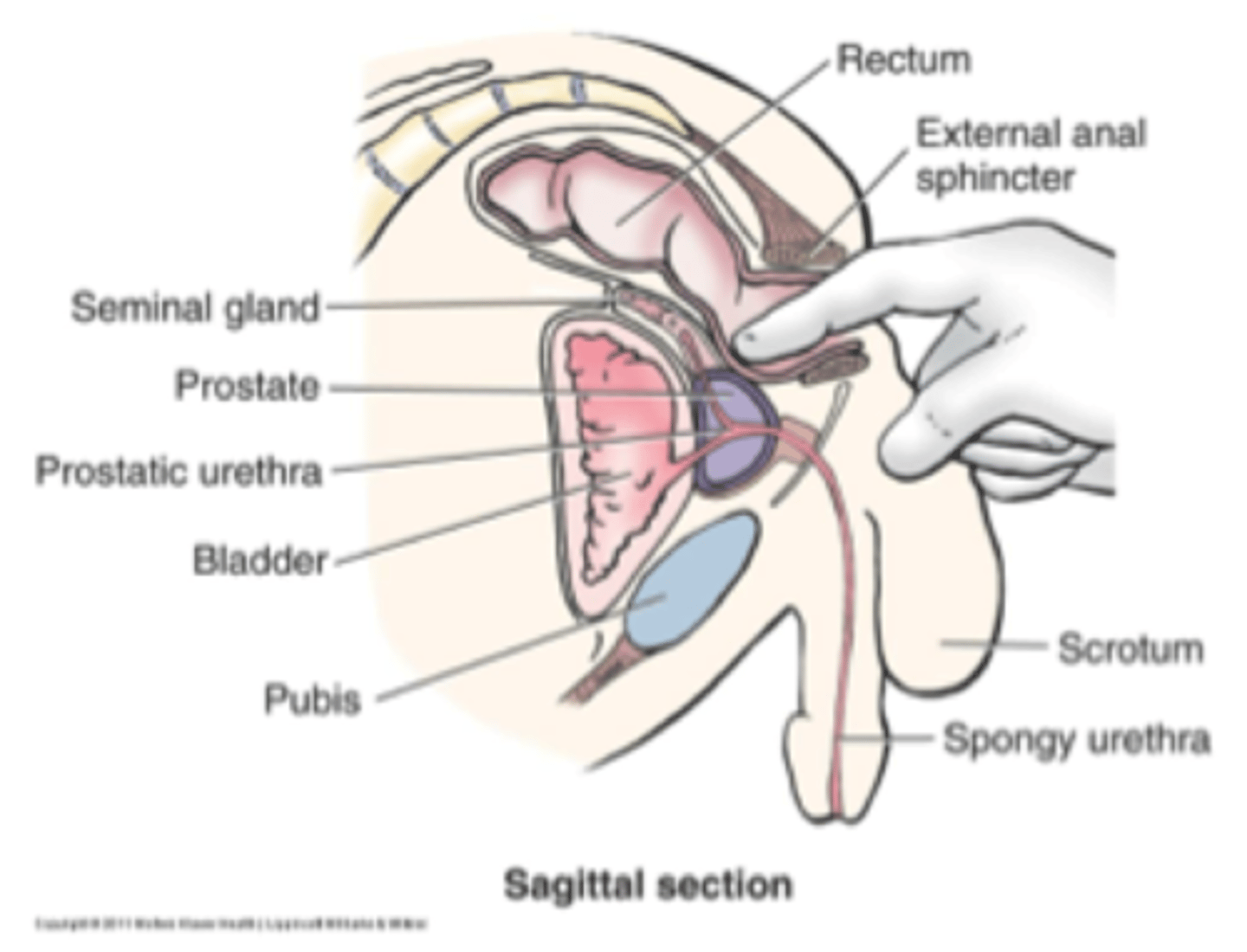 <p>digital rectal examination</p>