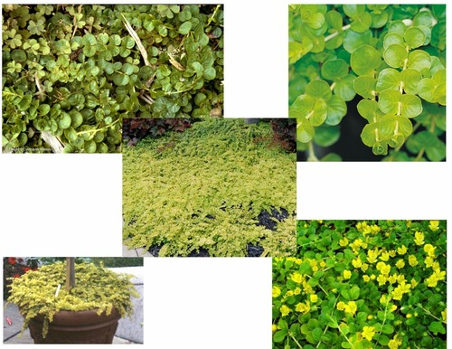 <p>money wort, creeping Jenny</p>