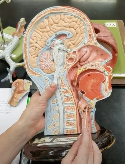 <p>Name of smaller ridges on higher part of larynx wall</p>