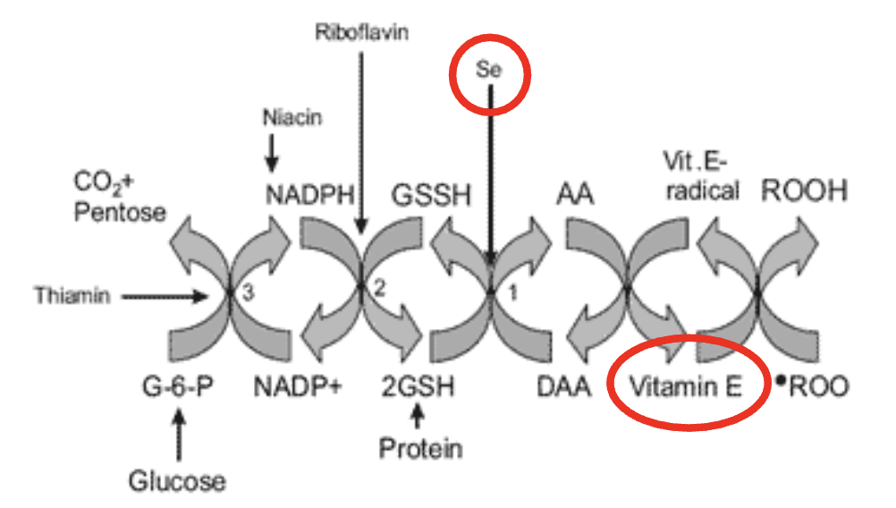 <p>ROS (Lack of vitamin E and selenium —&gt; can’t perform reducatase cycle)</p>