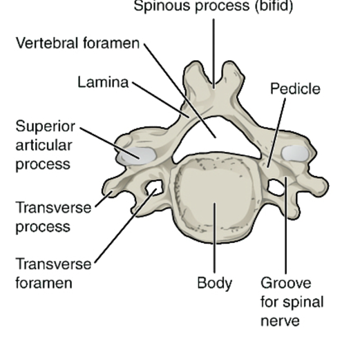 <p>(located in neck)</p>