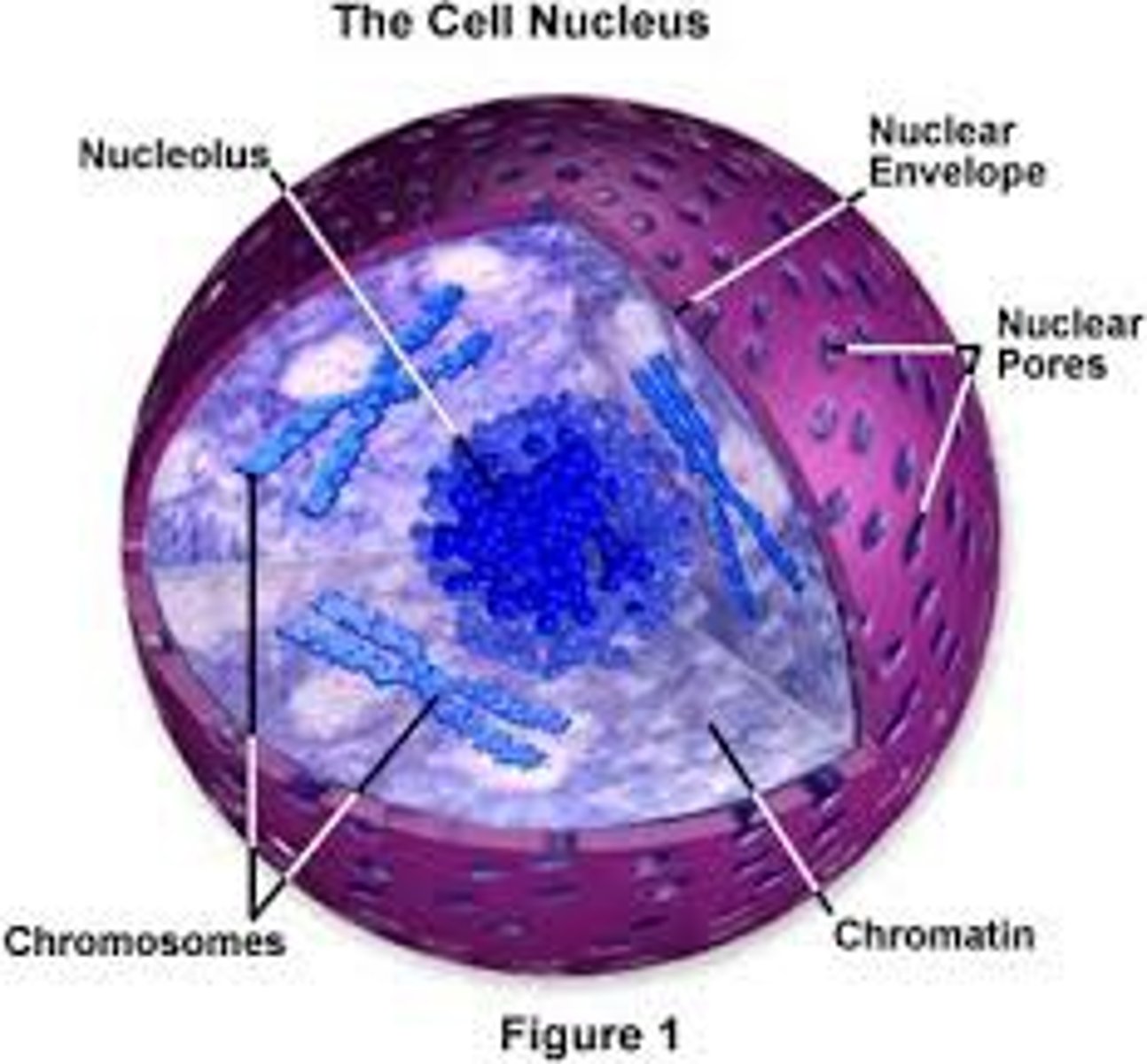 <p>DNA is found in the nucleus, RNA is also made here; controls the cells activites</p>