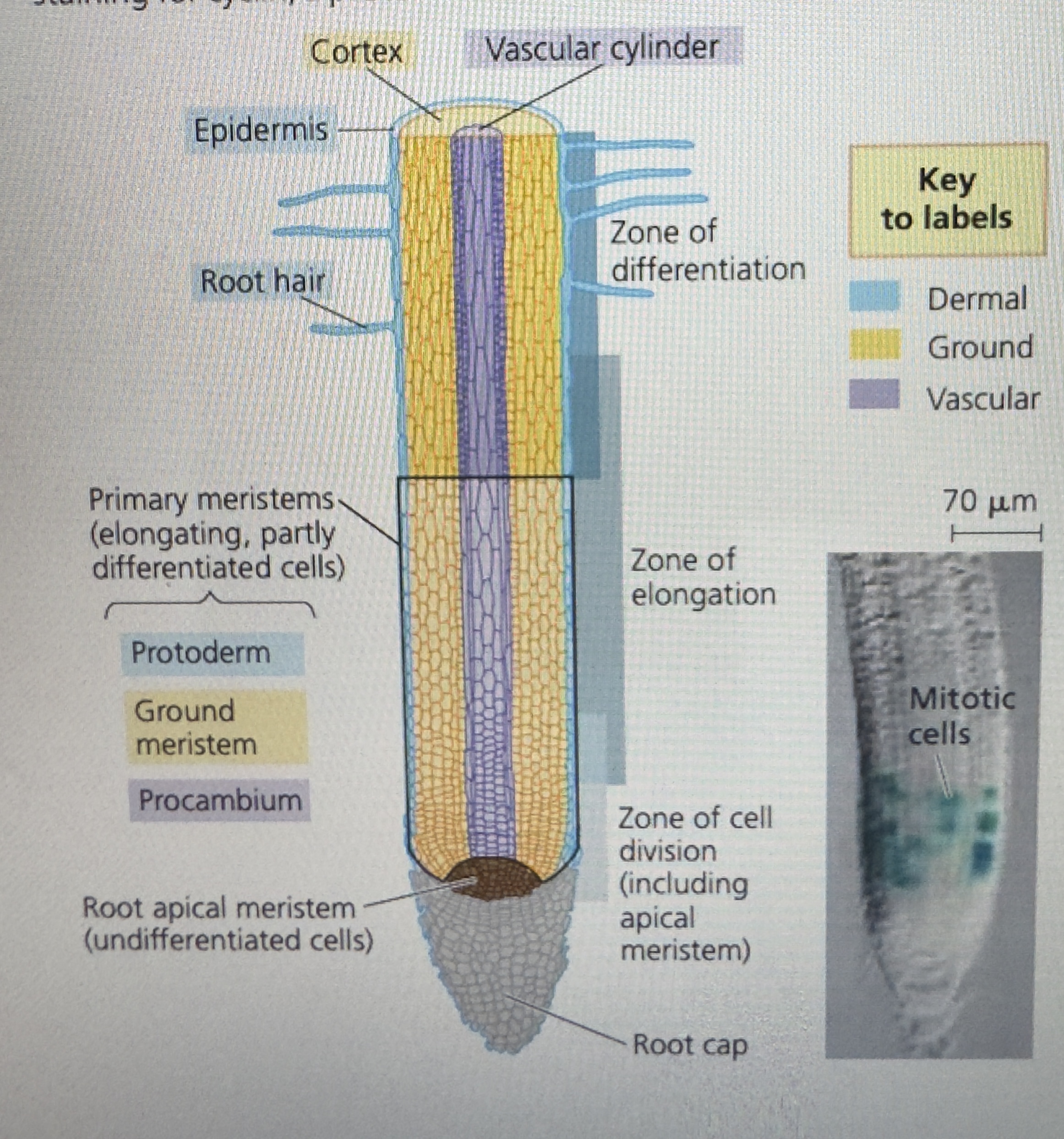 <p>be familiar with where apical meristem is</p>