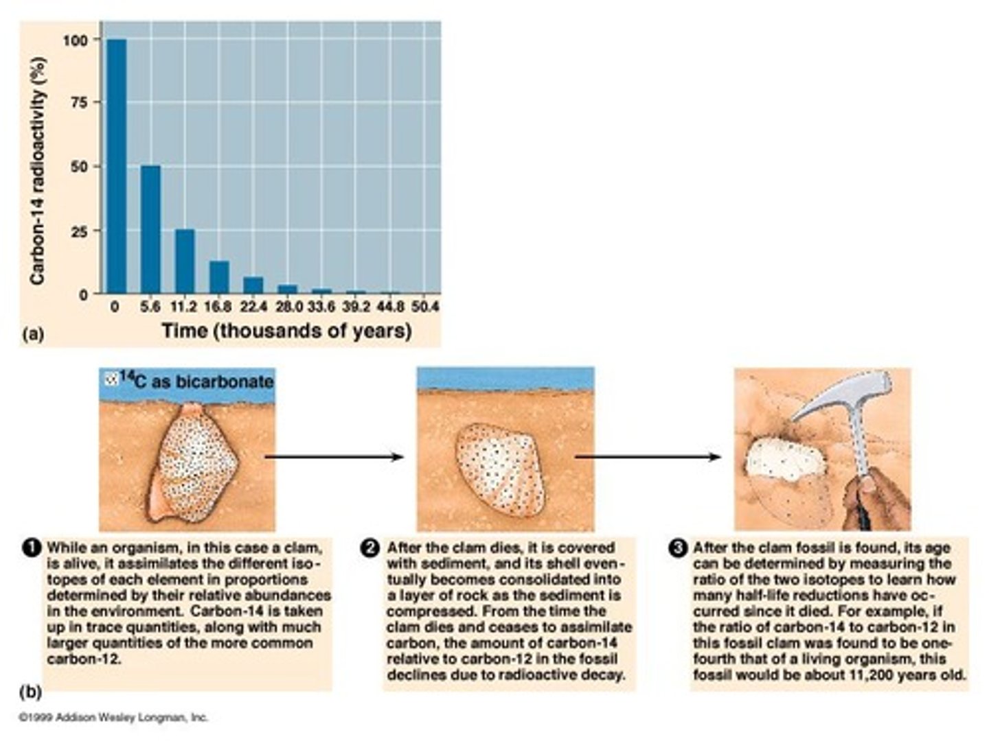 <p>Radiocarbon dating measures the age of fossils based on the decay of carbon-14 isotopes.</p>