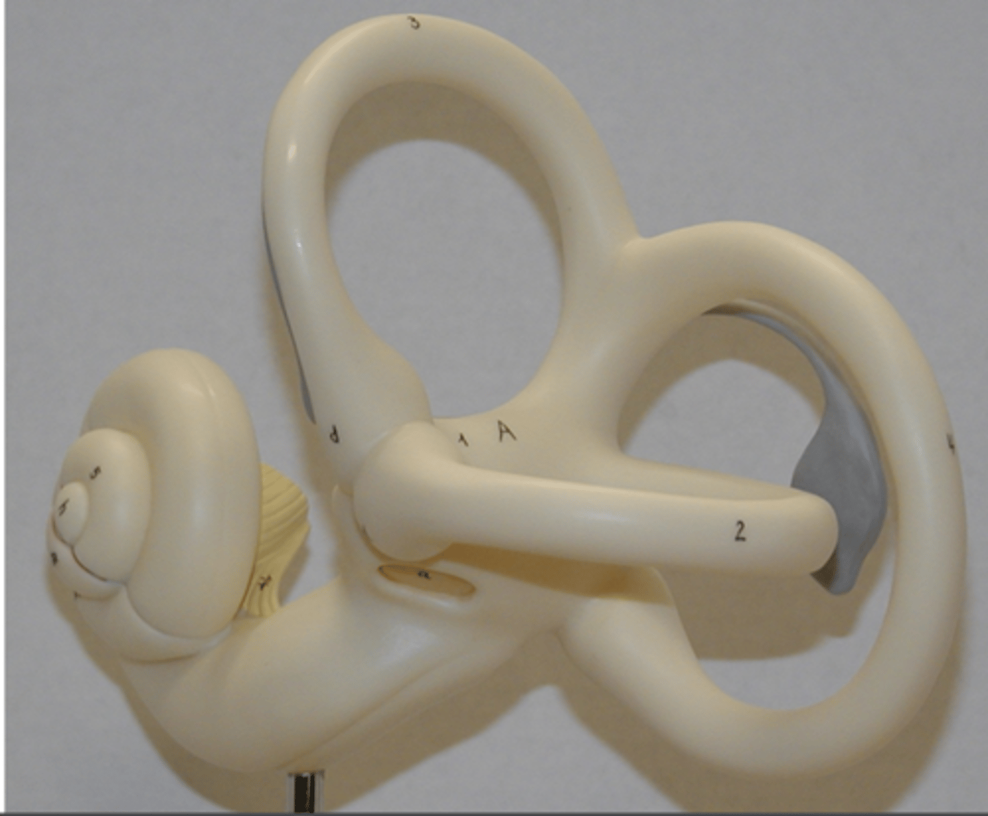 <p>series of cavities filled with endolymph (like ISF) inside otic capsule of petrous part of temporal bone; made up of the vestibule, cochlea and semicircular canals</p>