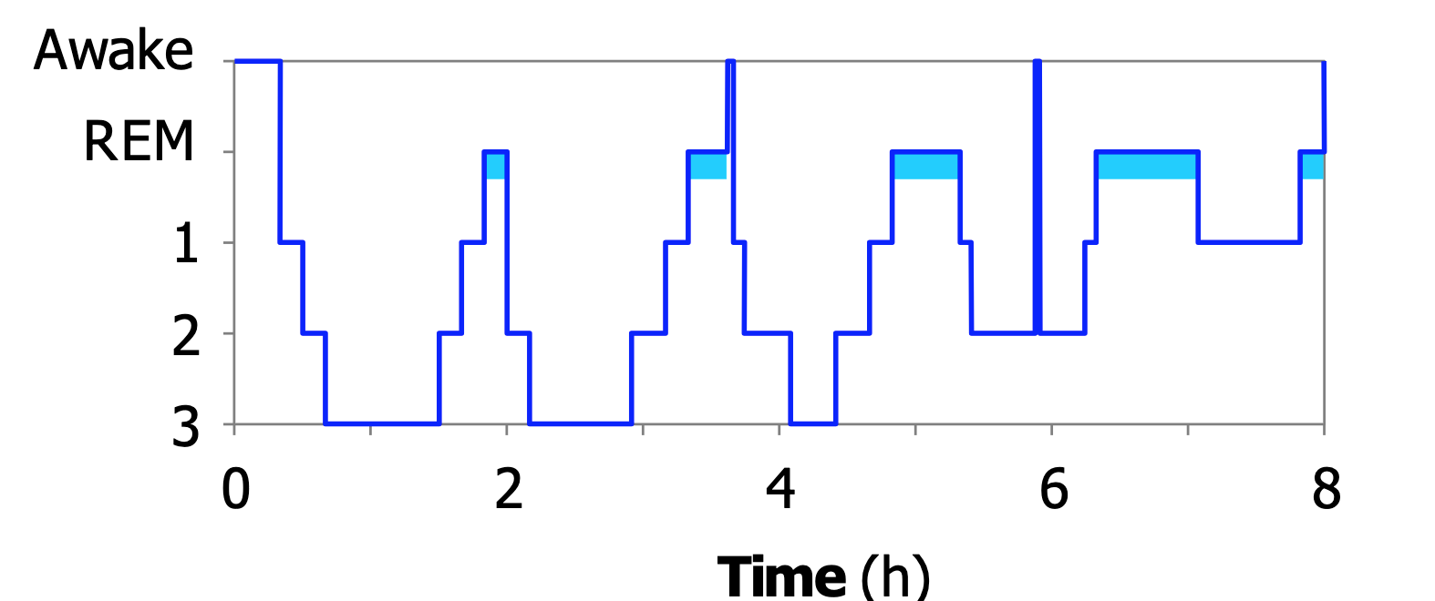 <p>The first REM stage occurs around 90 minutes, but as sleep progresses…</p>