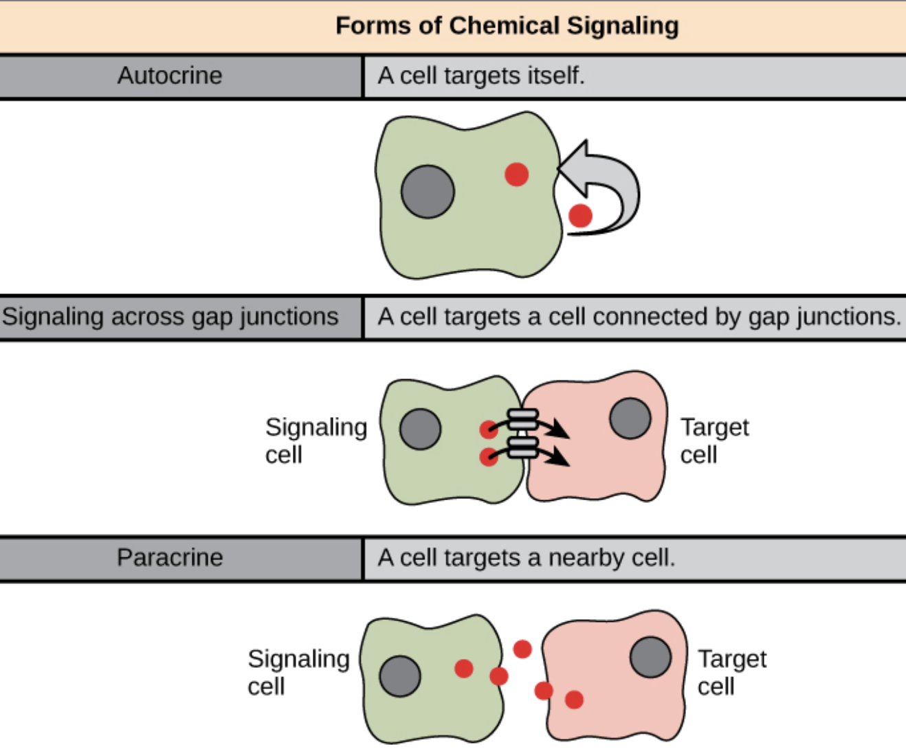 <p>Includes paracrine, synaptic, gap junctions (animal), plasmodesmata (plants), autocrine, and cell-to-cell recognition. Ligands come from other cells nearby.</p>