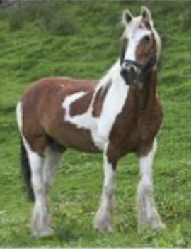 <p>patches of white and any other colour</p>