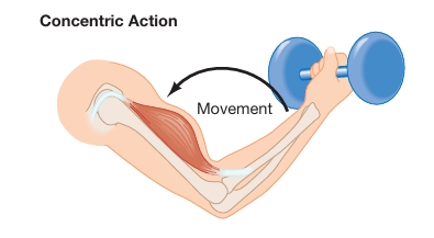 <ul><li><p>Movement of body part AGAINST resistance or gravity, usually when the muscle shortens </p></li><li><p>Can happen during isotonic or isokinetic exercise </p></li><li><p>Ex. upward movement of a bicep curl </p></li></ul><p></p>