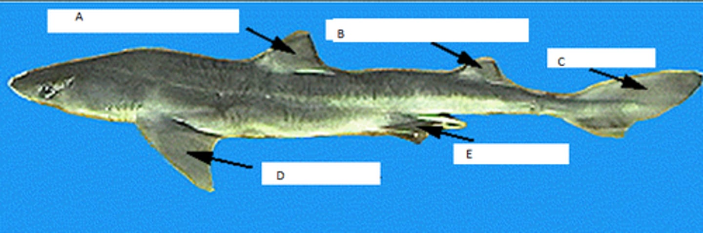 <p>Part Labeled B</p>