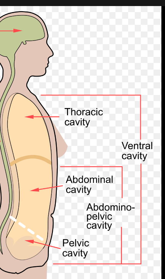 Contains major organs for digestion