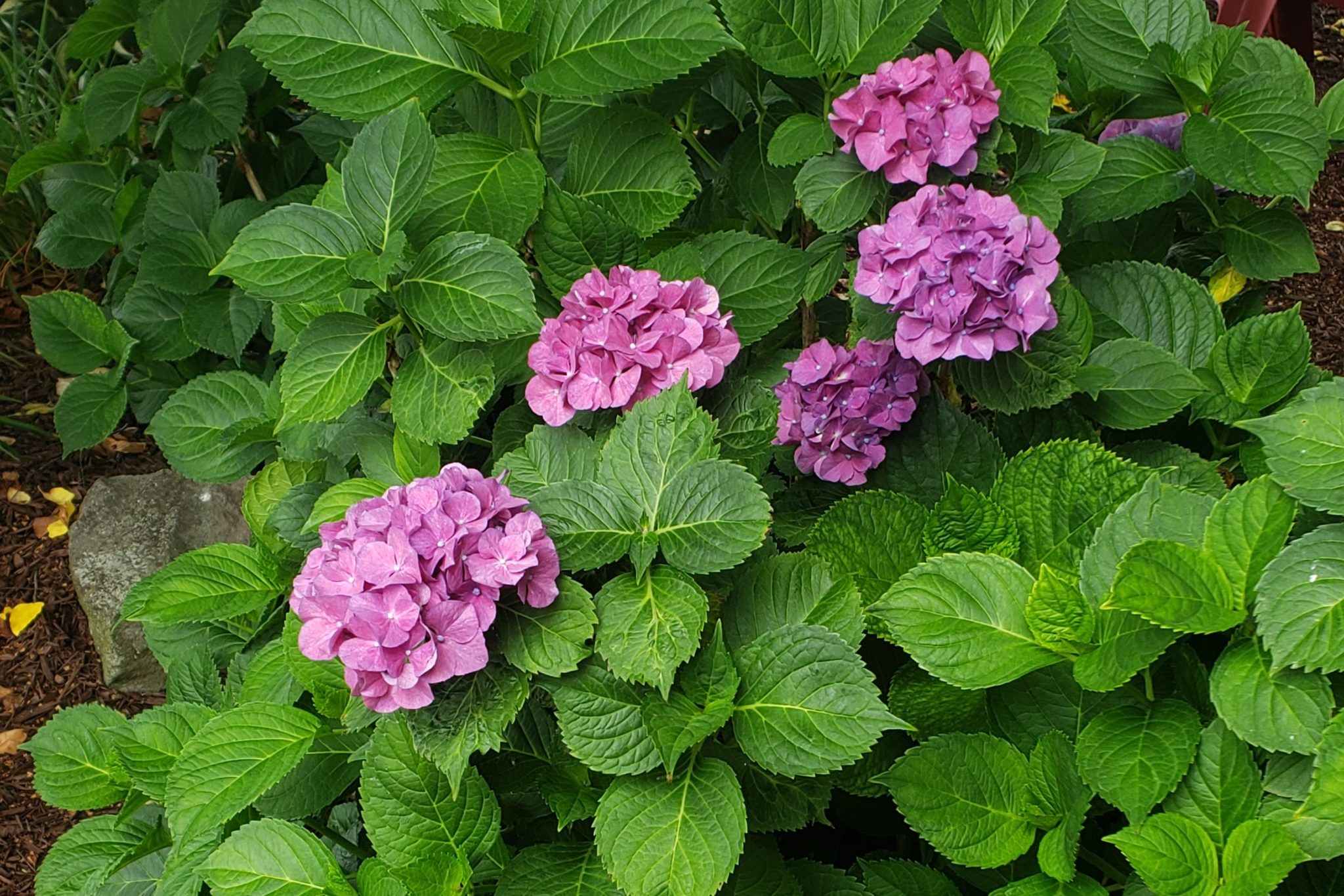 <p>bigleaf hydrangea</p>