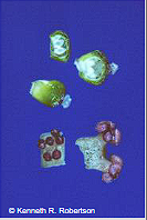 <p>Apetalous</p>