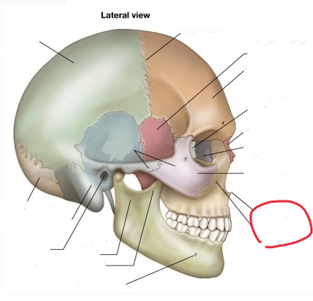 <p>top line = nasal spine, bot line = infraorbital foramen</p>