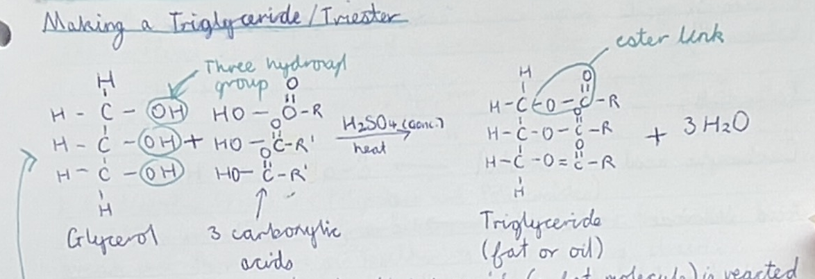 <p>Glycerol (propan,1,2,3-triol) + fatty acid (carboxylic acids) —&gt; triglyceride + water</p>