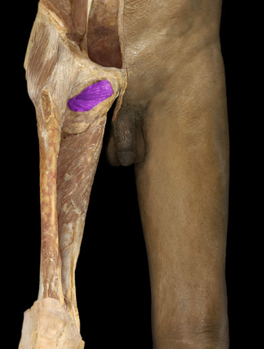 Lateral rotation of thigh