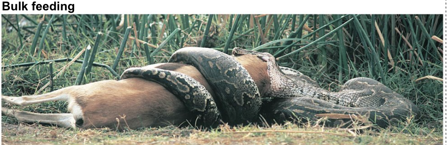 <p>bulk feeding </p>