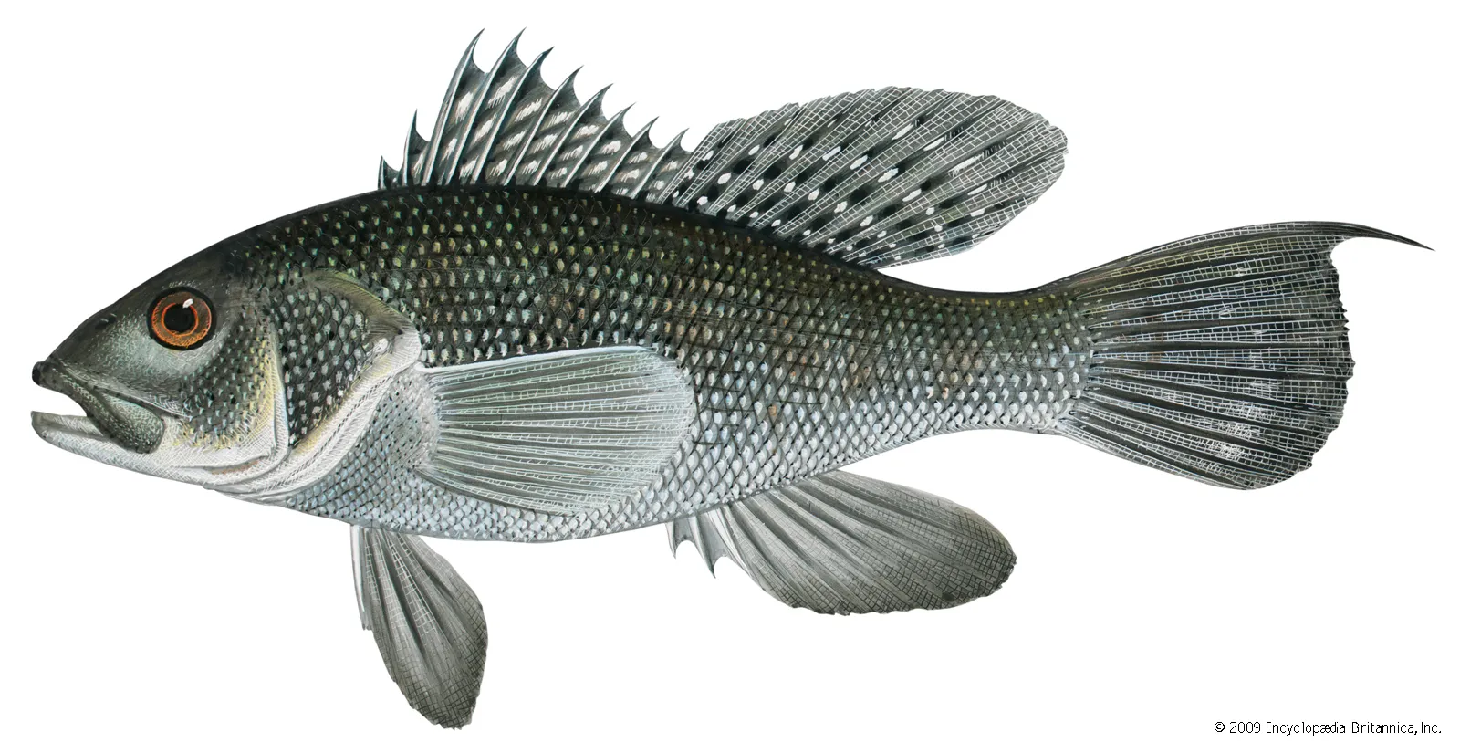 <p>Serranidae</p>