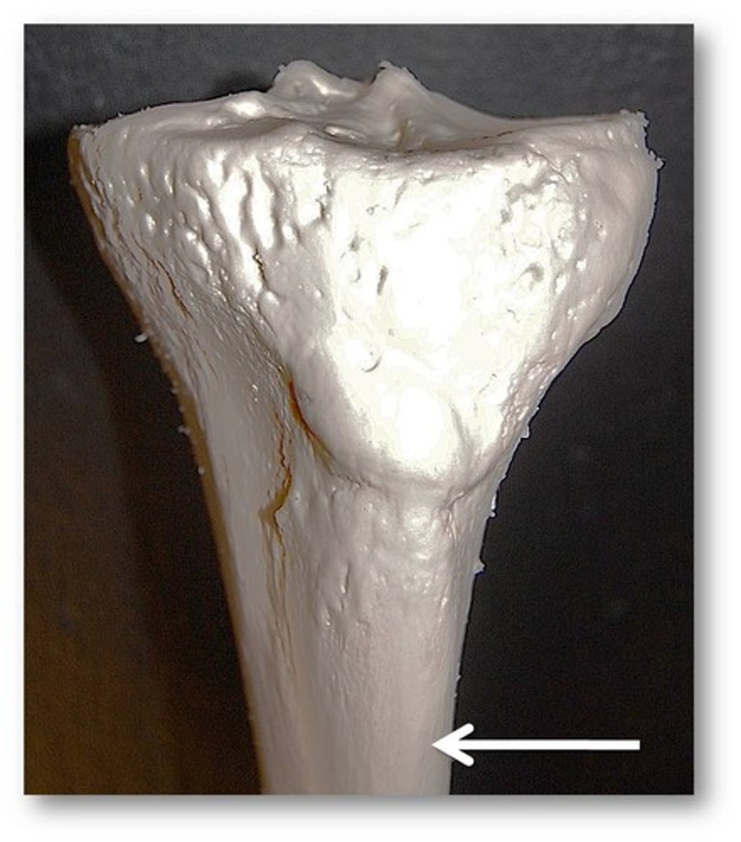 <p>Ridge that runs down the anterior of the bone (the shin)</p>