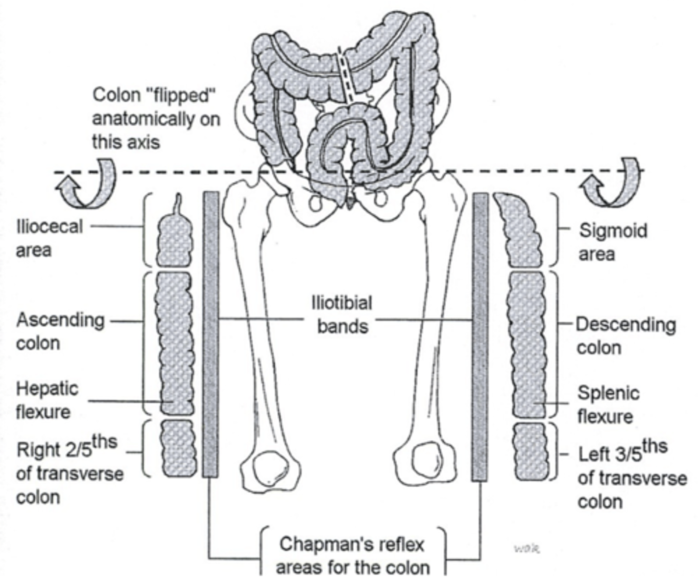 <p>anterior: upper 1/5 of right anterior thigh</p><p>posterior: triangular area between L2 TP, L4 TP, iliac crest</p>