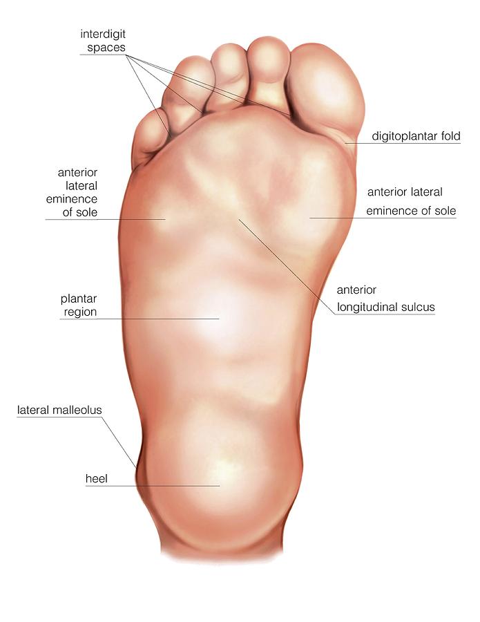 <p>bottom of foot </p>