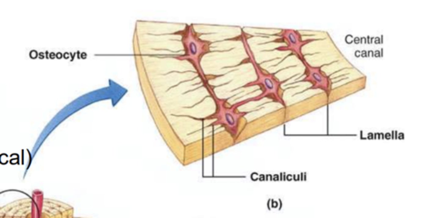 <p>- Made up of osteocytes and network of blood vessels called canaliculi.</p><p>- Also contain lamella which are layers of cells that surround the central canal</p>