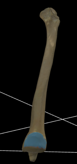 <p>Gewichtsvlak dragend deel dat het caput ulnae omringt.</p>