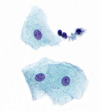 <p>describe features</p>