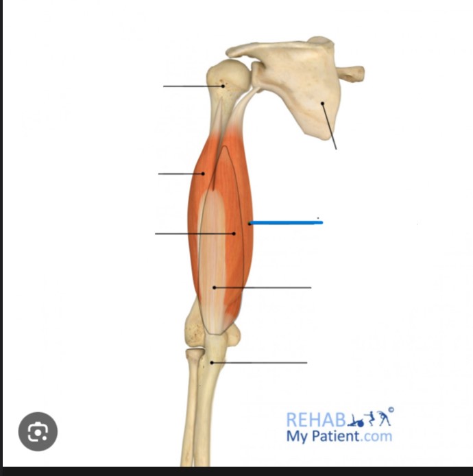 <p>Identify the highlighted muscle</p>