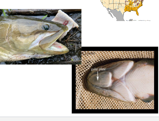 <p>CLASS ACTINOPTERYGII<br>Subclass Neopterygii<br>ORDER Amiiformes<br>1 family, 1 genus, 1 species<br>Bowfin</p><p>Near-teleostian features: Bony<br>skeleton, hinged maxilla,<br>cycloid scales<br>Symmetrical heterocercal tail<br>Vascularized physostomatic<br>swim bladder for facultative<br>air breathing – for slow<br>moving, low-O2 waters (like<br>gars)<br>Bony head with distinct “gular<br>plate” on lower jaw<br>Piscivorous ambush predators</p><p>se US</p><p>slow moving low oxygen water</p>
