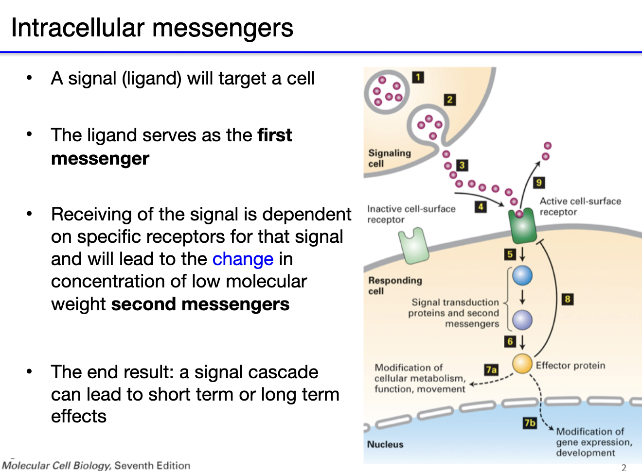 <p><strong>First Messenger:</strong></p><ul><li><p>Ligand binds receptor on target cell (e.g., neurotransmitters, hormones)</p></li><li><p>Initiates signal at cell surface</p></li><li><p>Direct effect possible (ionotropic receptors open → no second messenger)</p></li></ul><p><strong>Second Messenger:</strong></p><ul><li><p>Intracellular molecule that transduces the signal</p></li><li><p>Often triggered by metabotropic receptors</p></li><li><p>Activates signaling cascades → short- or long-term effects (e.g., metabolism, gene expression)</p></li></ul><p><strong>Flow:</strong><br>Ligand (first messenger) → receptor → change in concentration of second messengers → signal cascade → cellular response</p><p></p>