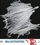 <p>myosin contraction throughout the cell (as opposed to only the dragged behind end)</p><p></p>