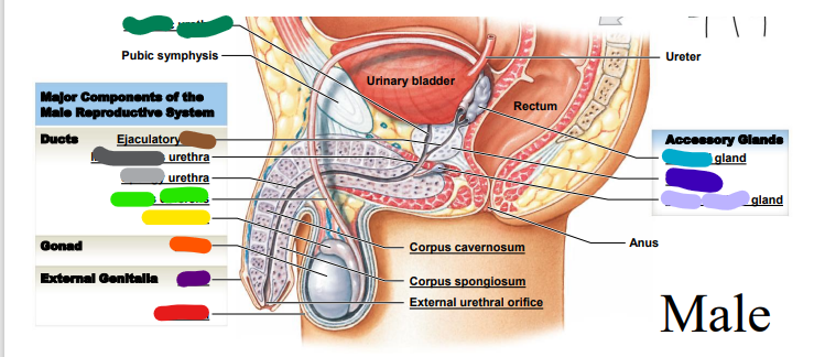 ________ urethra (repeat, light grey) 