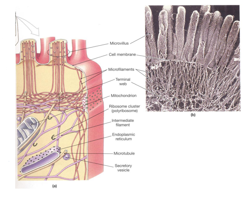 <p>What are microfilaments composed of, and what are their key functions?</p>