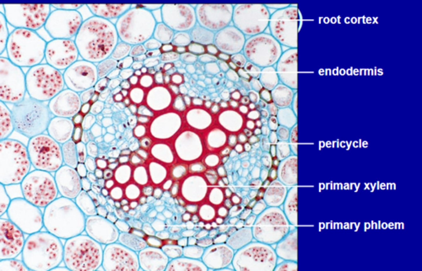 <p>-Root cortex</p><p>-Endodermis</p><p>-Pericycle (lateral roots arise within here)</p><p>-Primary xylem</p><p>-Primary phloem</p>